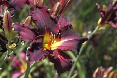 Liliowiec BLACK STOCKINGS