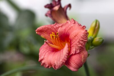 Liliowiec COSMOPOLITAN