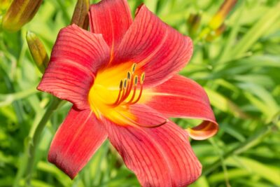 Liliowiec CRIMSON GLORY