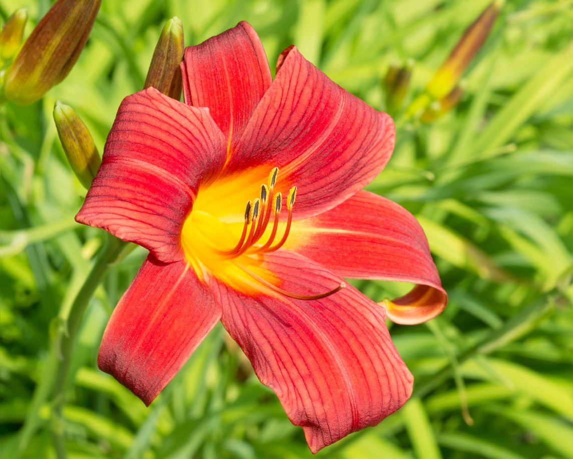 Liliowiec CRIMSON GLORY