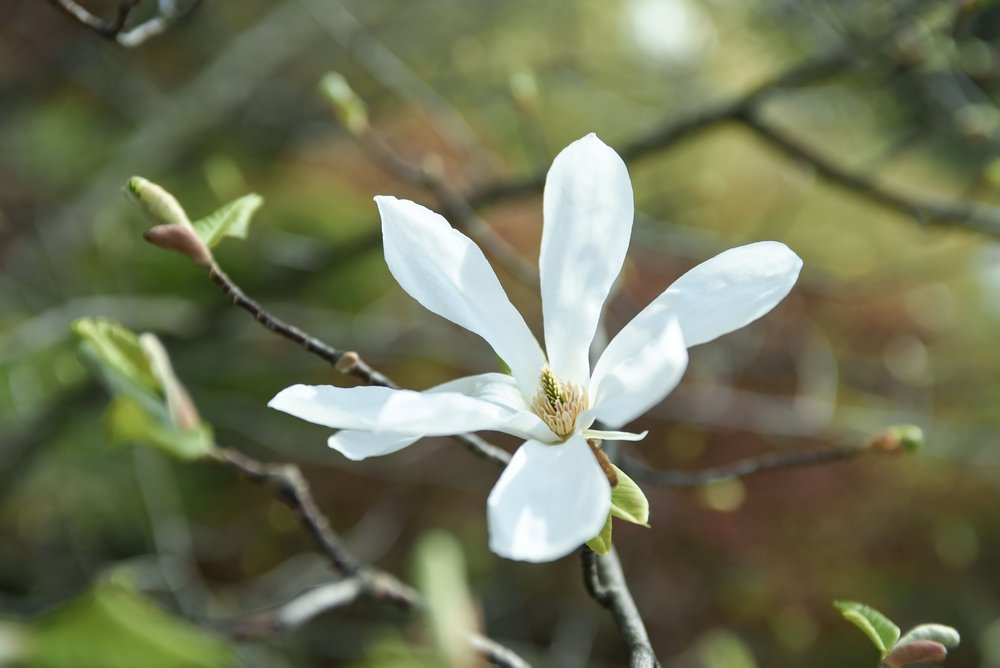 Magnolia KOBUS duża odmiana - 1