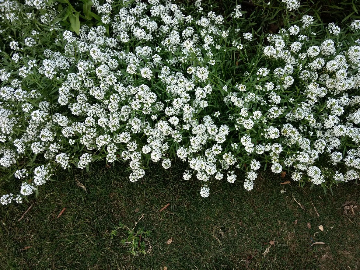 Gęsiówka macedońska OLD GOLD - 3