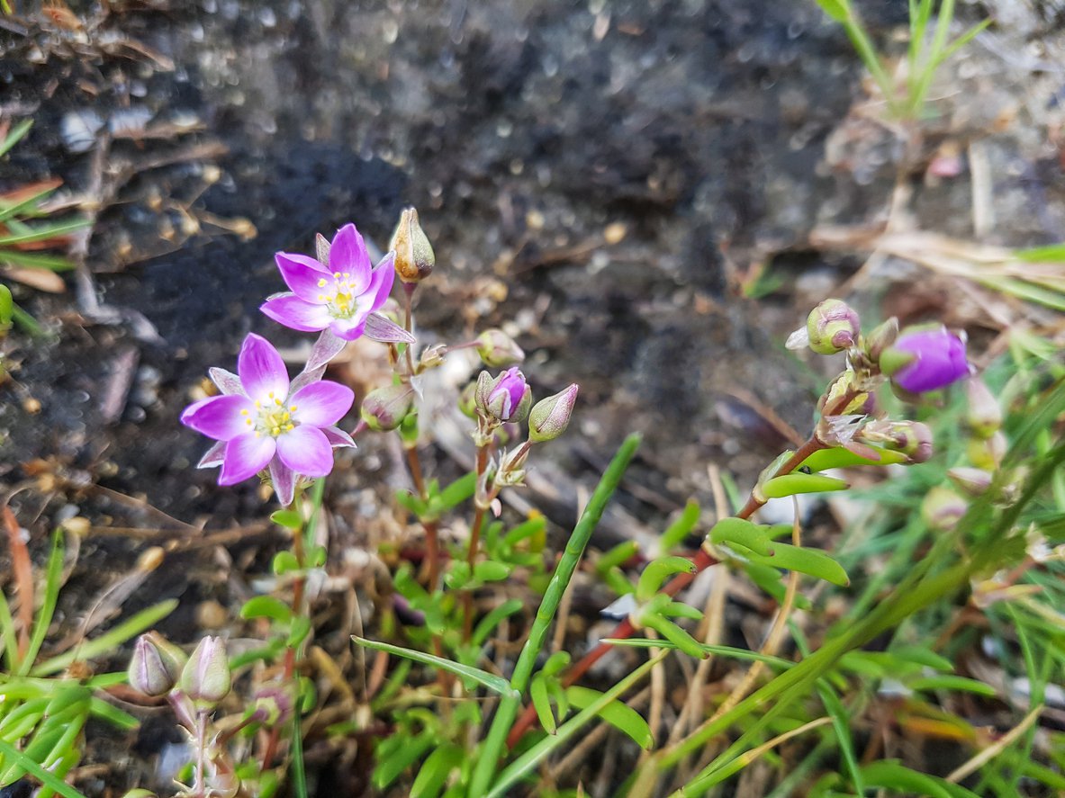 Zawilec wielosieczny DEEP ROSE