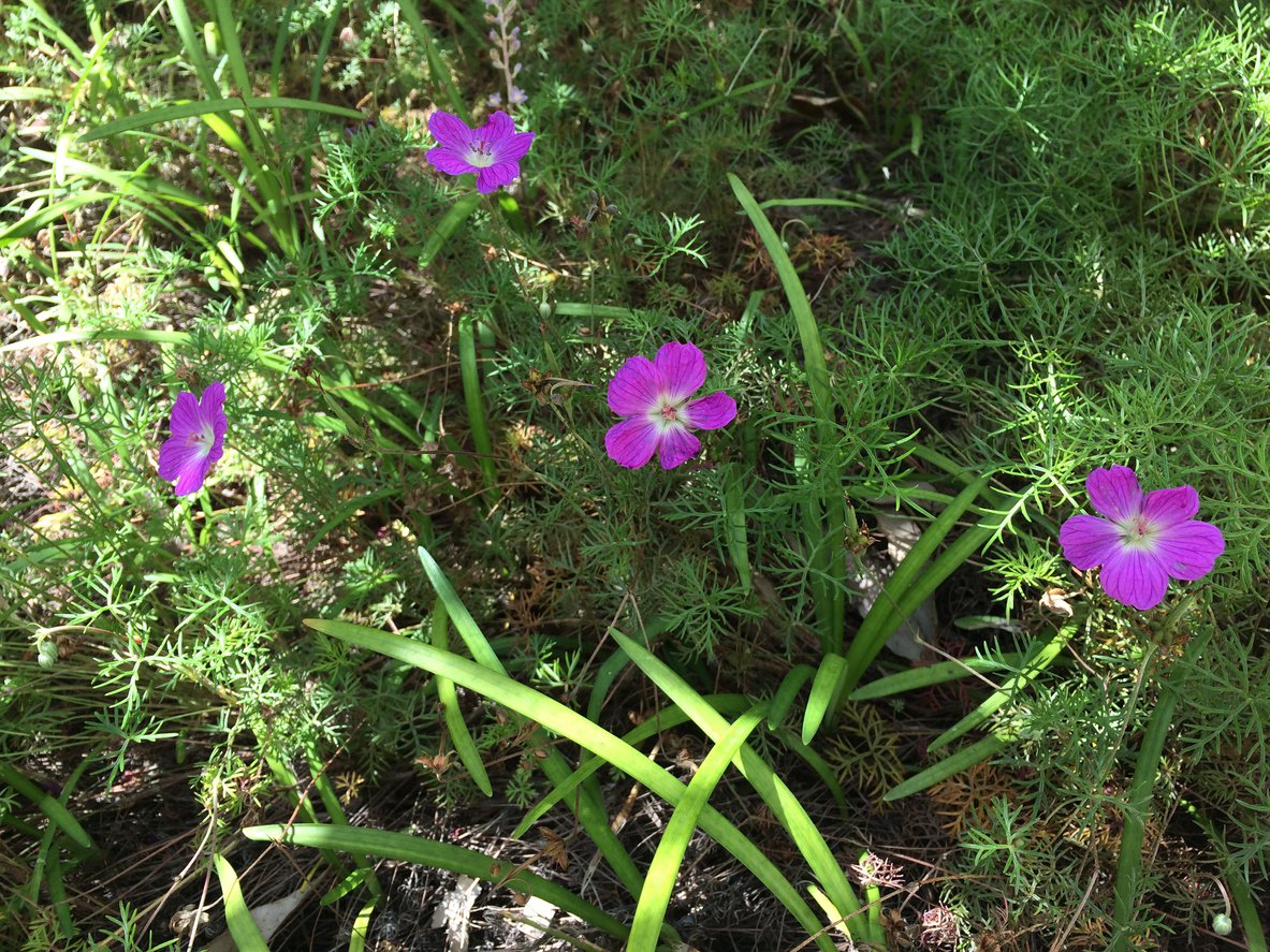 Zawilec wielosieczny DEEP ROSE - 2