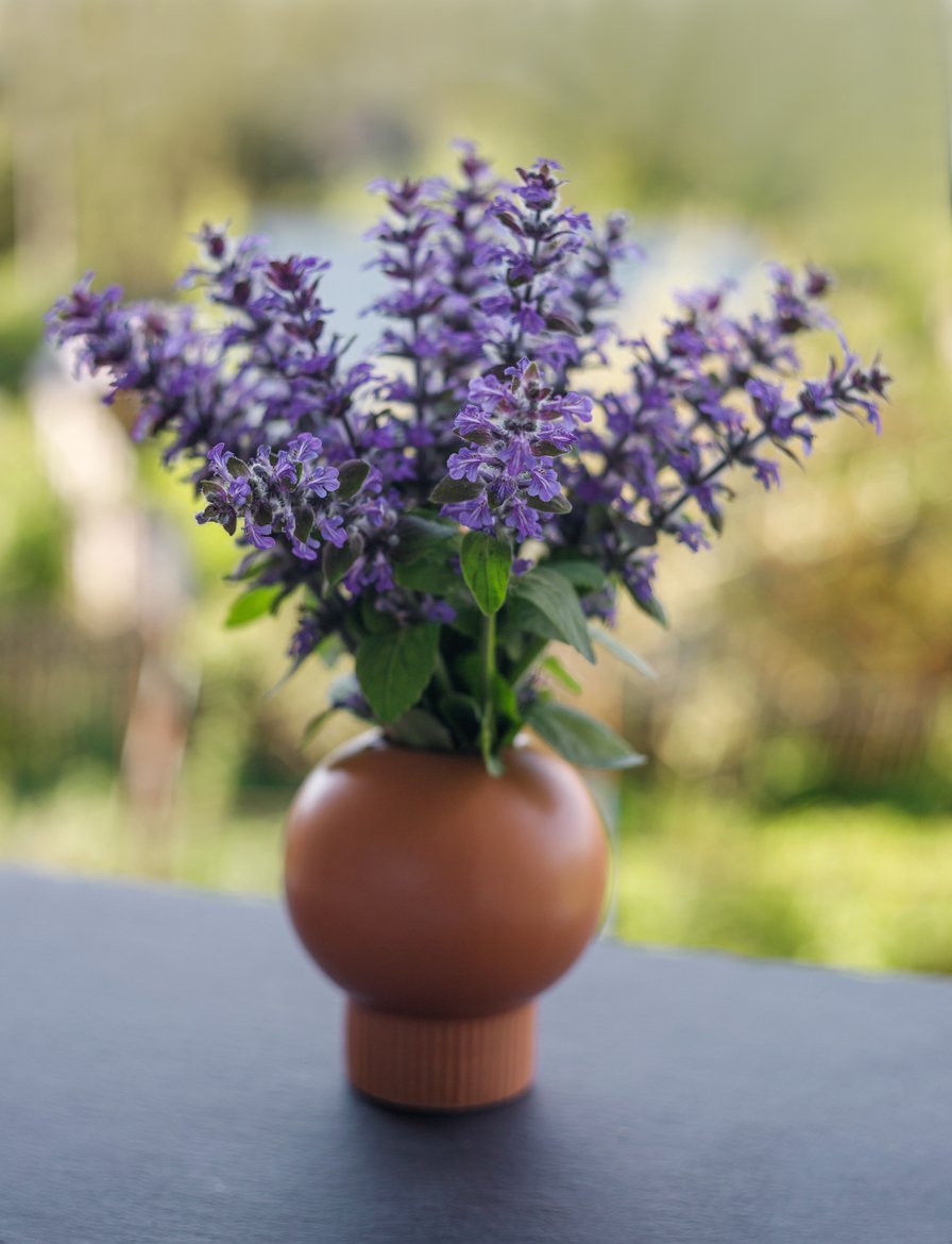 Dąbrówka rozłogowa BURGUNDY GLOW - 2