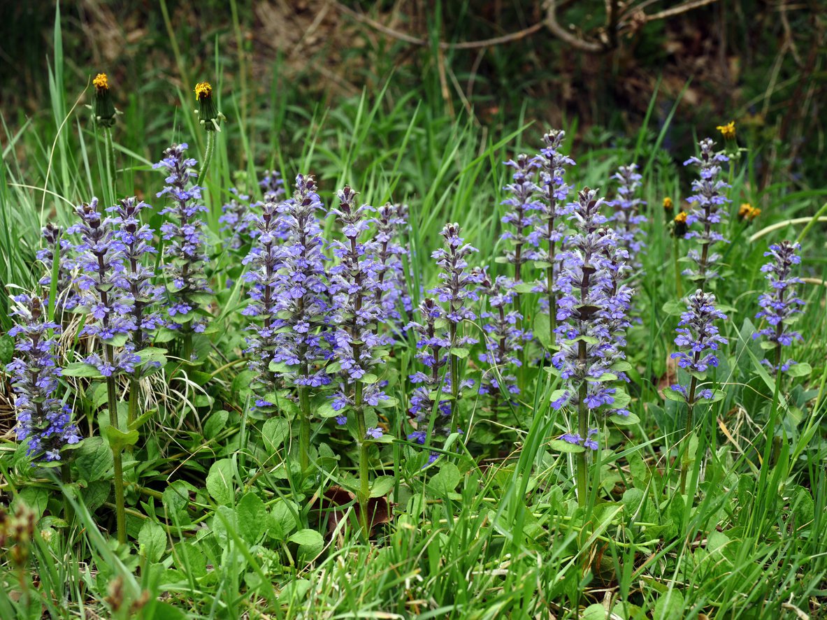 Dąbrówka rozłogowa BURGUNDY GLOW - 3