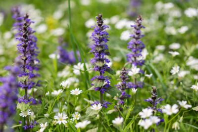 Dąbrówka rozłogowa BURGUNDY GLOW