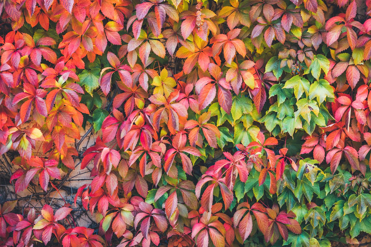 Winobluszcz PIĘCIOLISTKOWY - 2