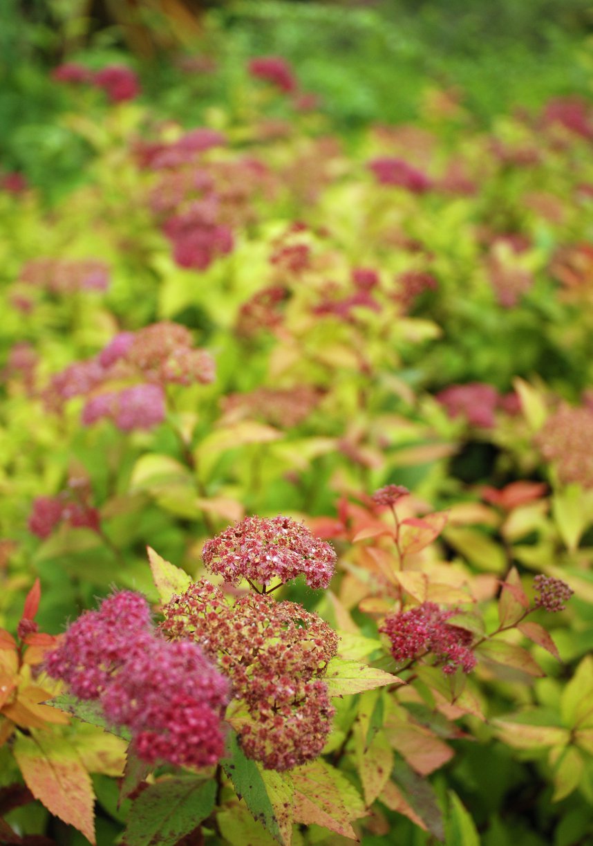 Tawuła japońska FIRELIGHT - 2