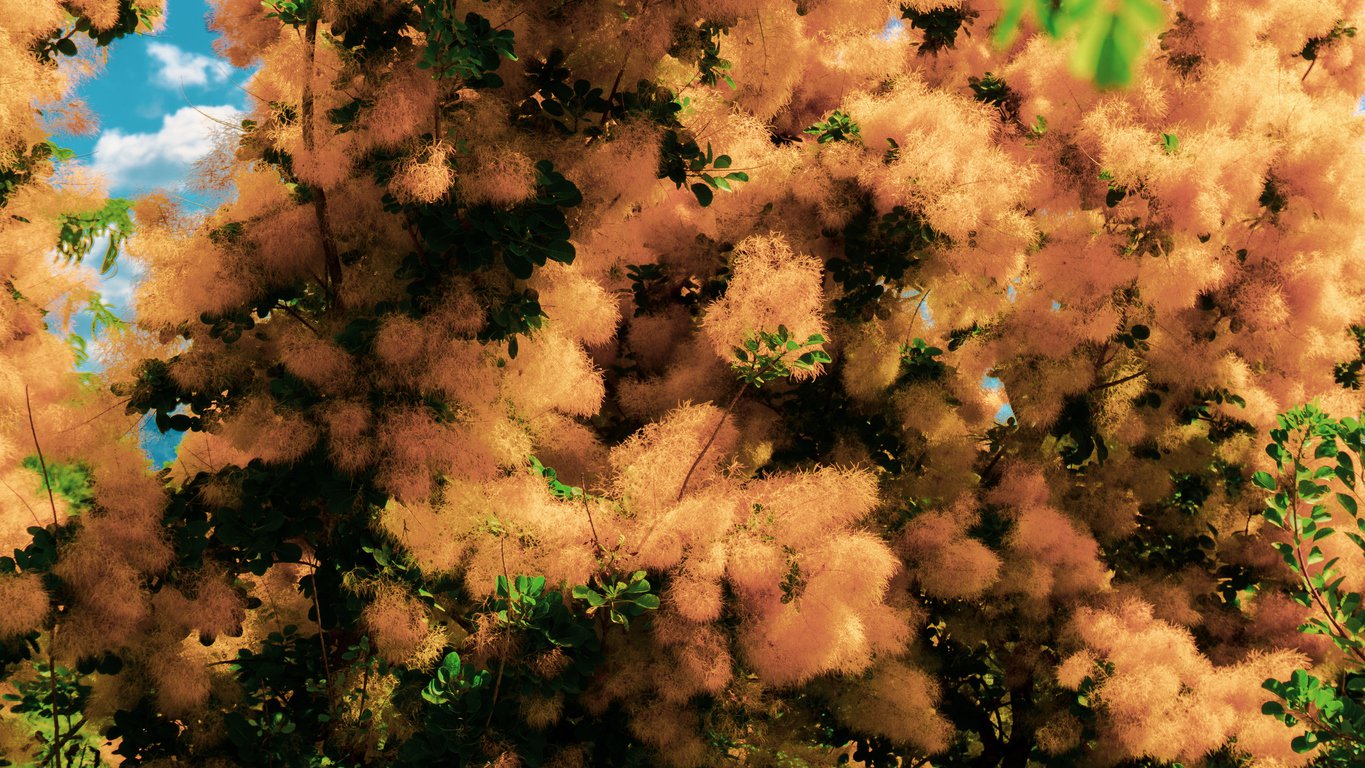 Perukowiec podolski GOLDEN SPIRIT - 3