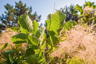 Perukowiec podolski GOLDEN SPIRIT