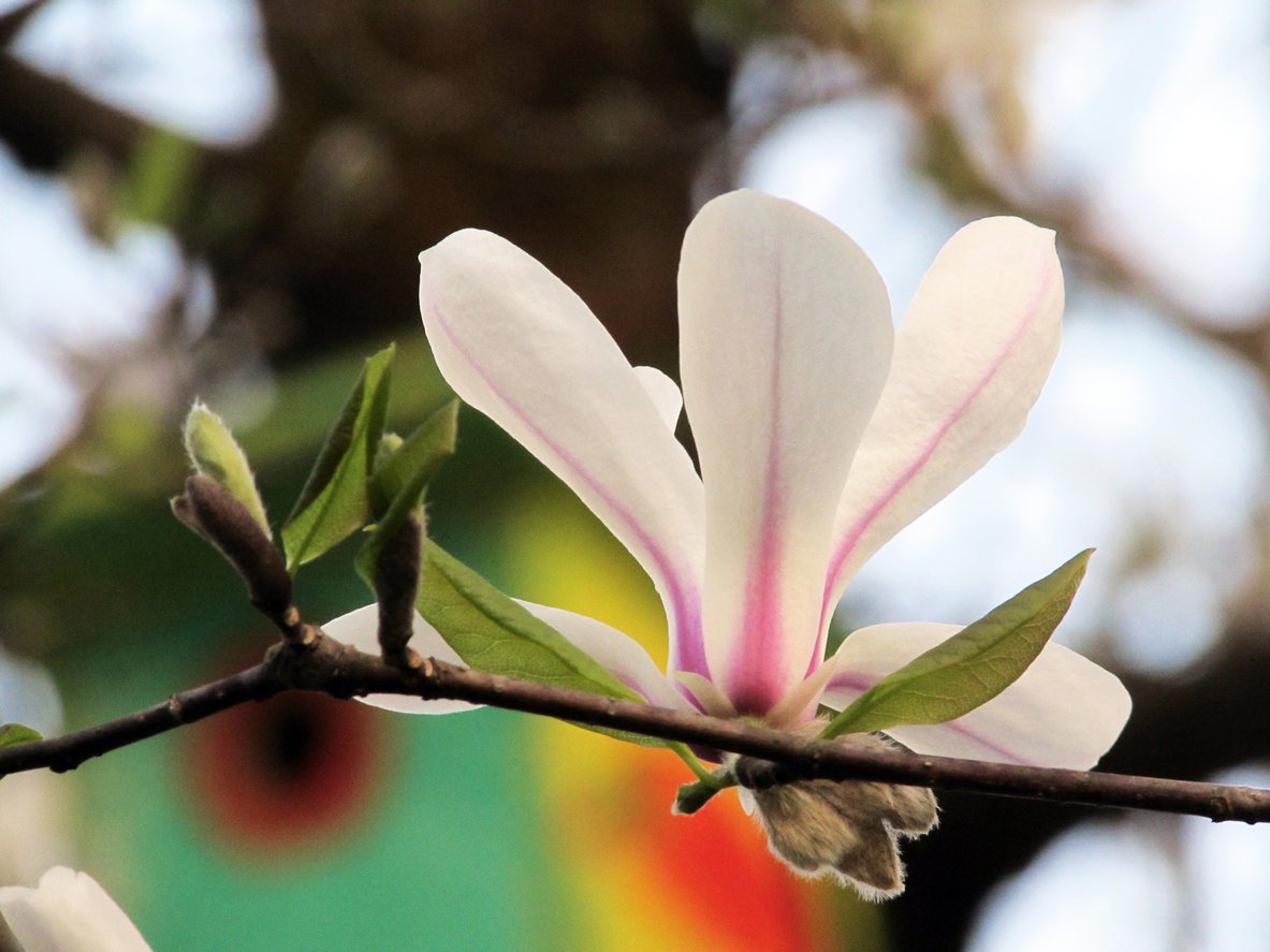 Magnolia PARASOLOWATA - 1