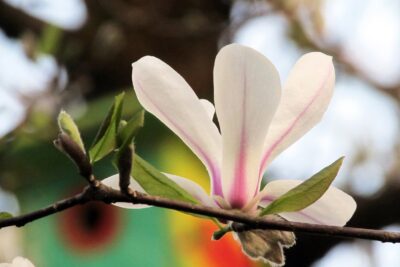 Magnolia PARASOLOWATA