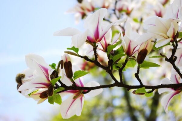 Magnolia PARASOLOWATA - 2