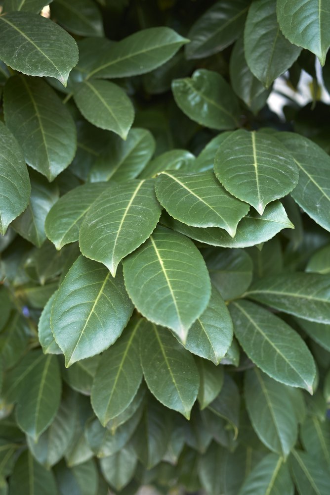 Laurowiśnia wschodnia CAUCASICA - 2