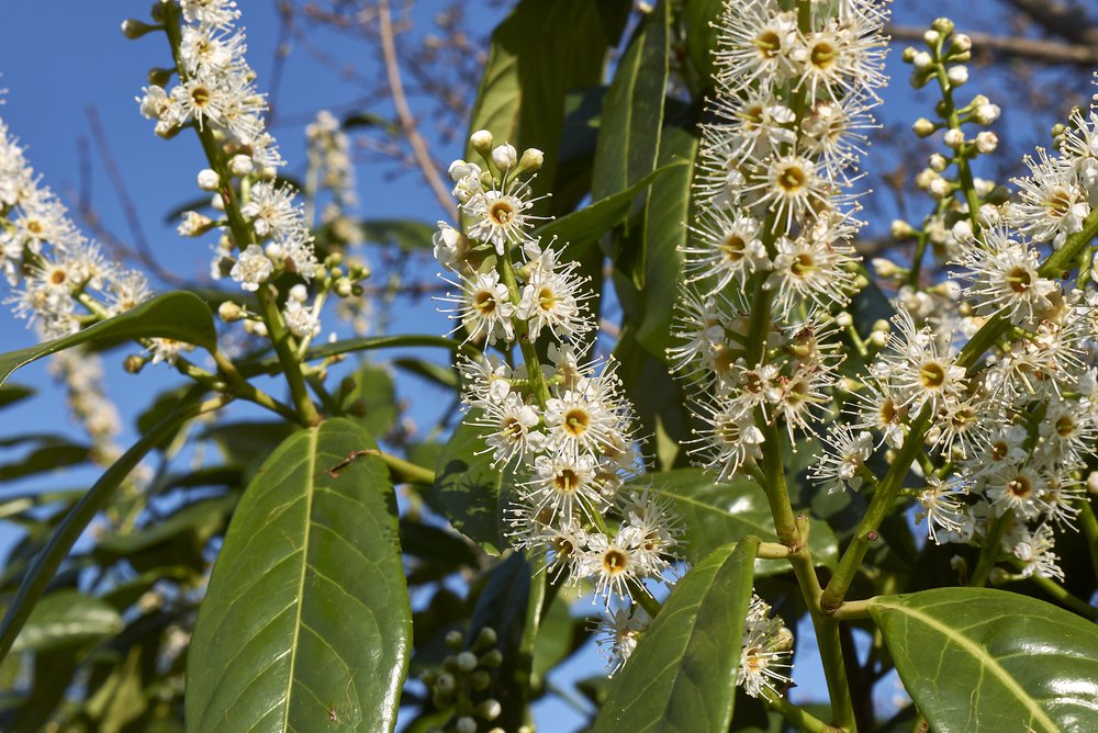 Laurowiśnia wschodnia CAUCASICA - 3