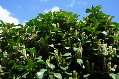 Laurowiśnia wschodnia CAUCASICA