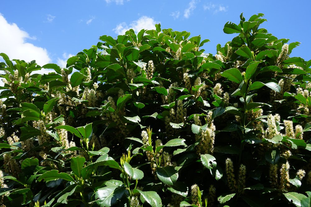 Laurowiśnia wschodnia CAUCASICA