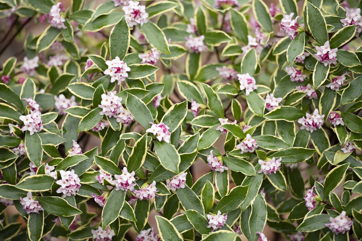 Krzewuszka cudowna VARIEGATA - 3