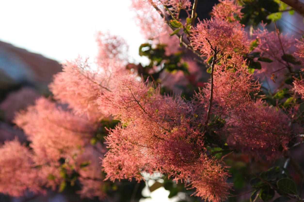 Perukowiec podolski RUBRIFOLIUS - 3