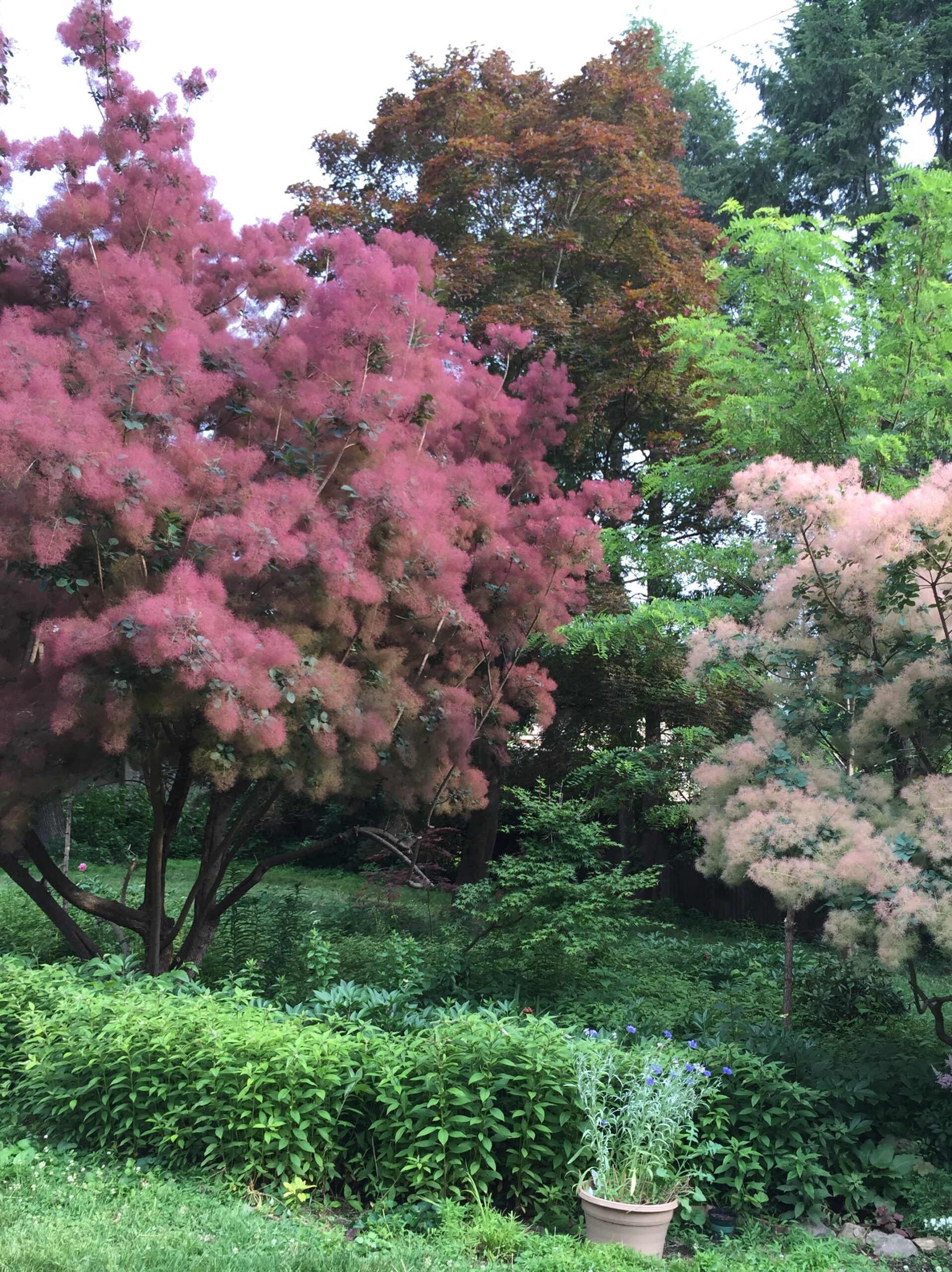 Perukowiec podolski FOLIIS PURPUREIS - 2