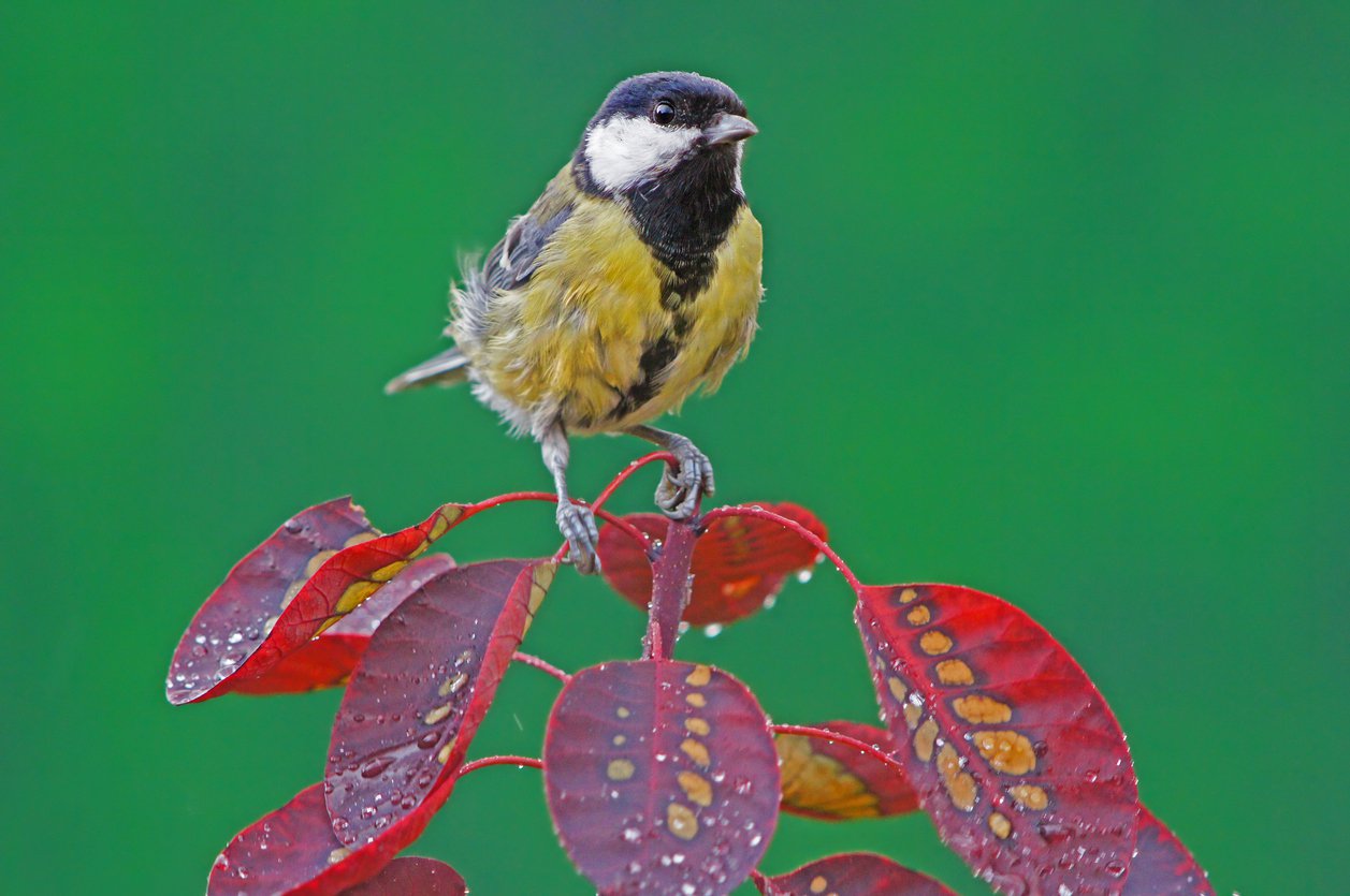 Perukowiec podolski RUBRIFOLIUS - 4