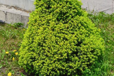 Świerk biały CONICA SPORT