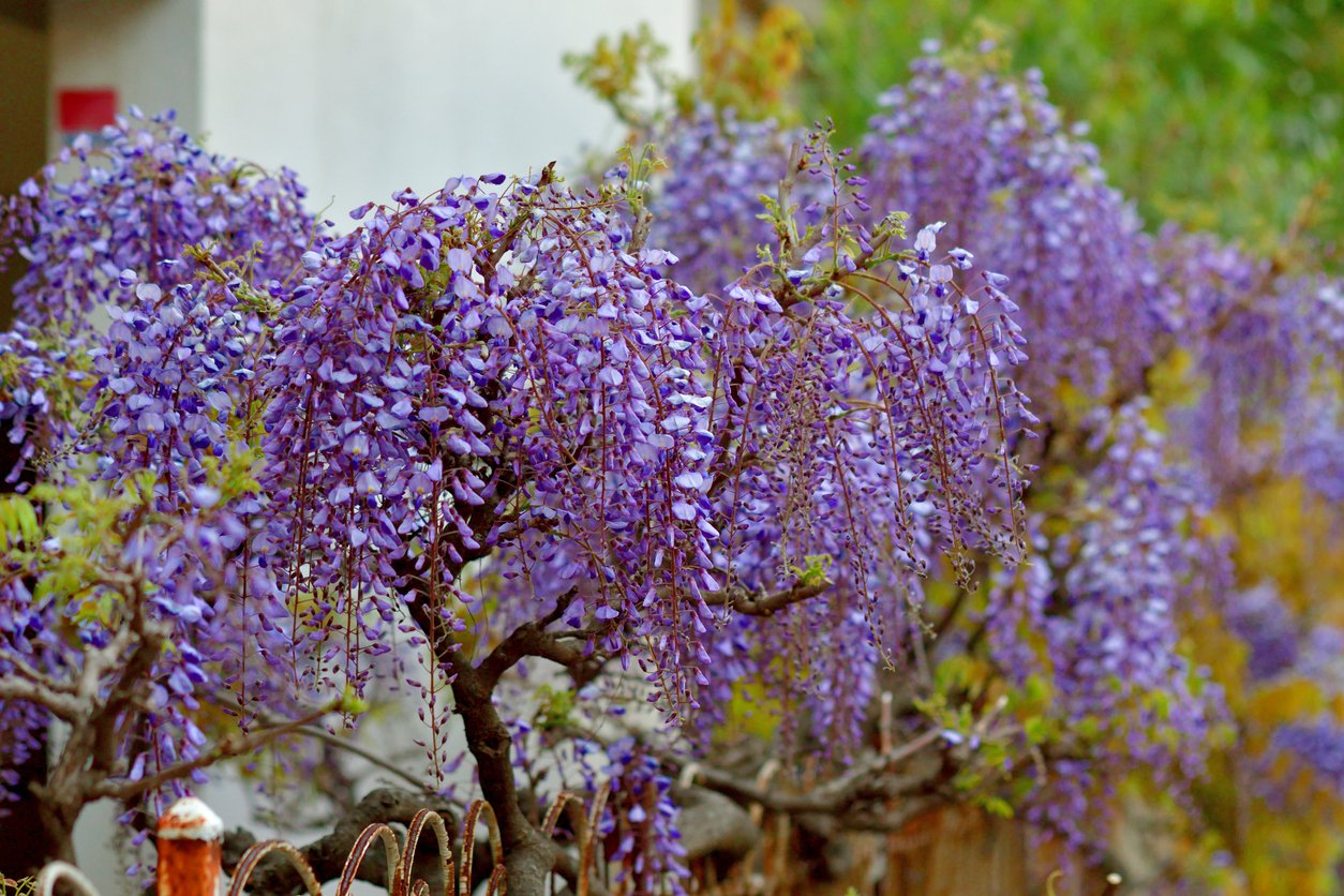 Wisteria FIOLETOWA szczepiona - 1