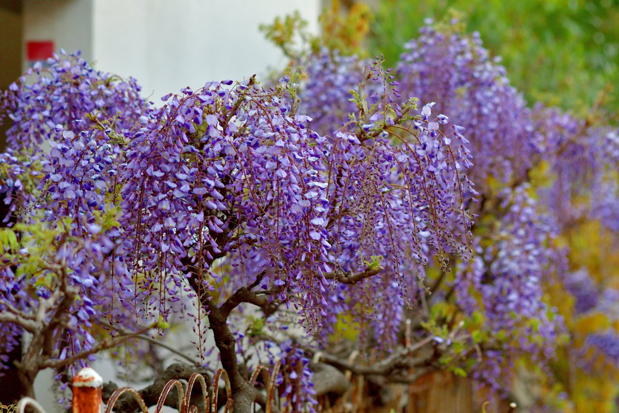 Wisteria FIOLETOWA szczepiona