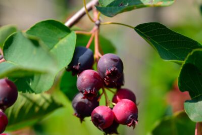 Świdośliwa gładka BALLERINA
