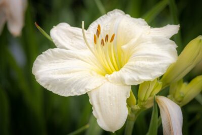 Liliowiec GENTLE SHEPHERD