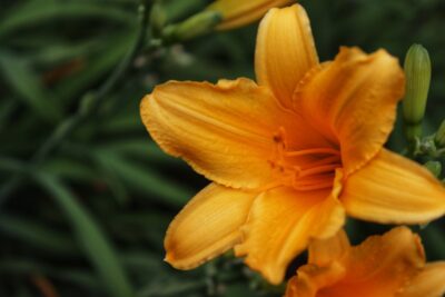 Liliowiec SUMMER SPLENDOR