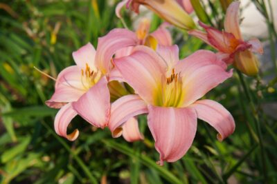 Liliowiec WINSOME LADY