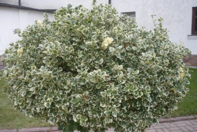 Trzmielina fortunei GAIETY na pniu