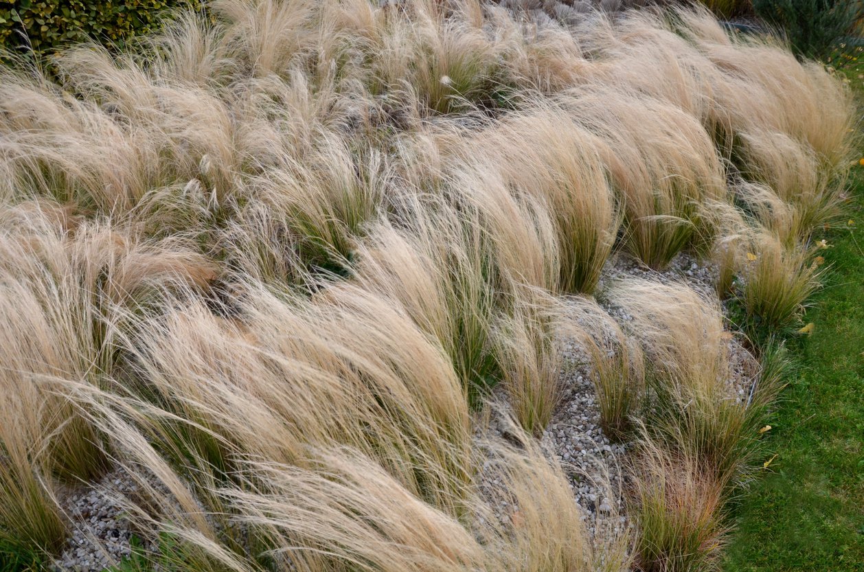 Ostnica PONY TAILS - 4