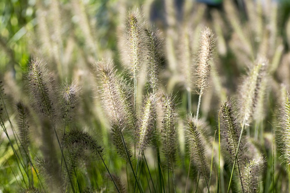 Rozplenica VIRIDESCENS - 3