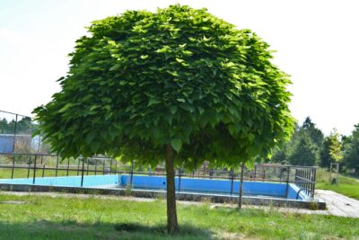 Surmia Catalpa BIGNONIOWA NANA szczepiona 180cm