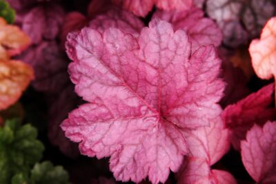 Żurawka GEORGIA PEACH