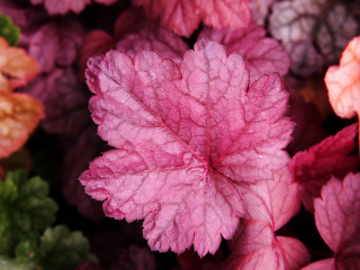 Żurawka GEORGIA PEACH