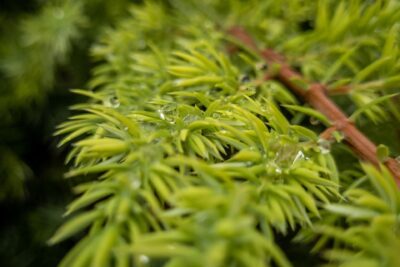 Jałowiec pospolity DEPRESSA AUREA