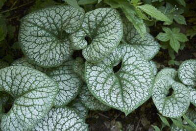 Brunnera ALEXANDER'S GREAT
