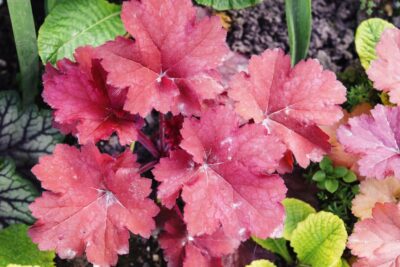 Żurawka CHERRY COLA