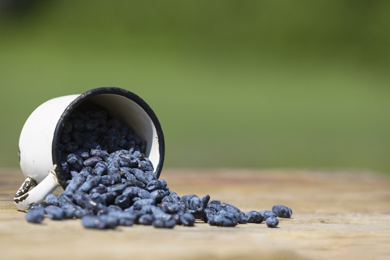 Jagoda kamczacka DUET 3 letnia - 2