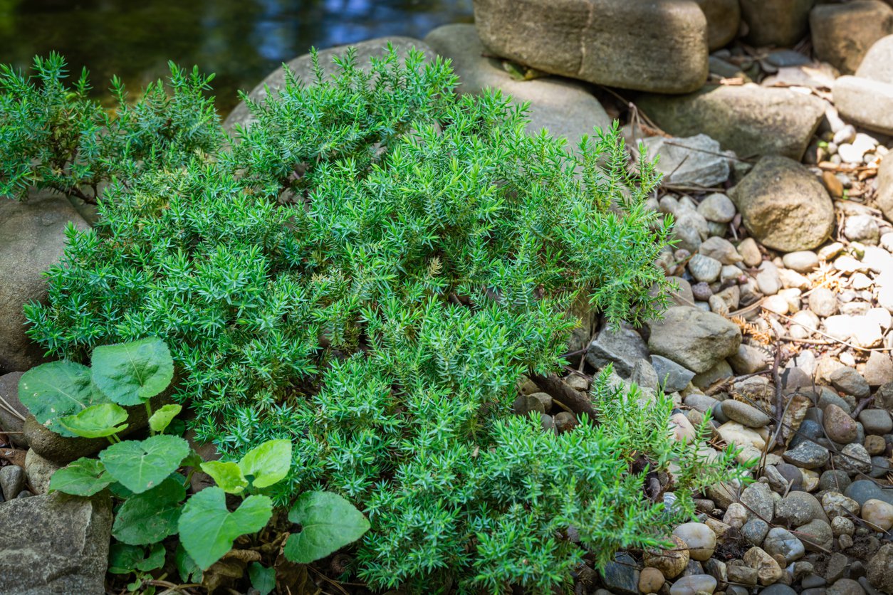 Jałowiec rozesłany NANA - 2