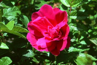 Rosa rugosa MOJE HAMMARBERG