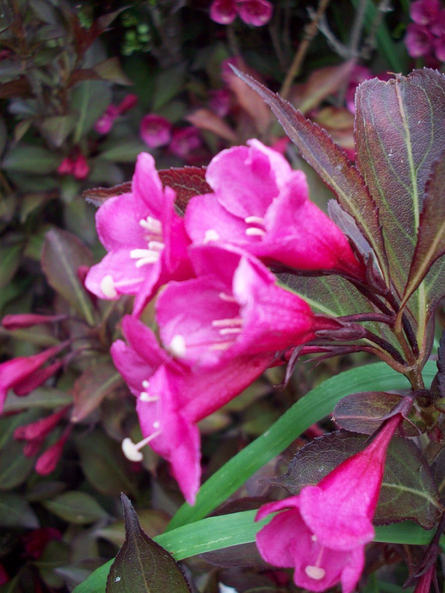 Krzewuszka cudowna MINOR BLACK - 2