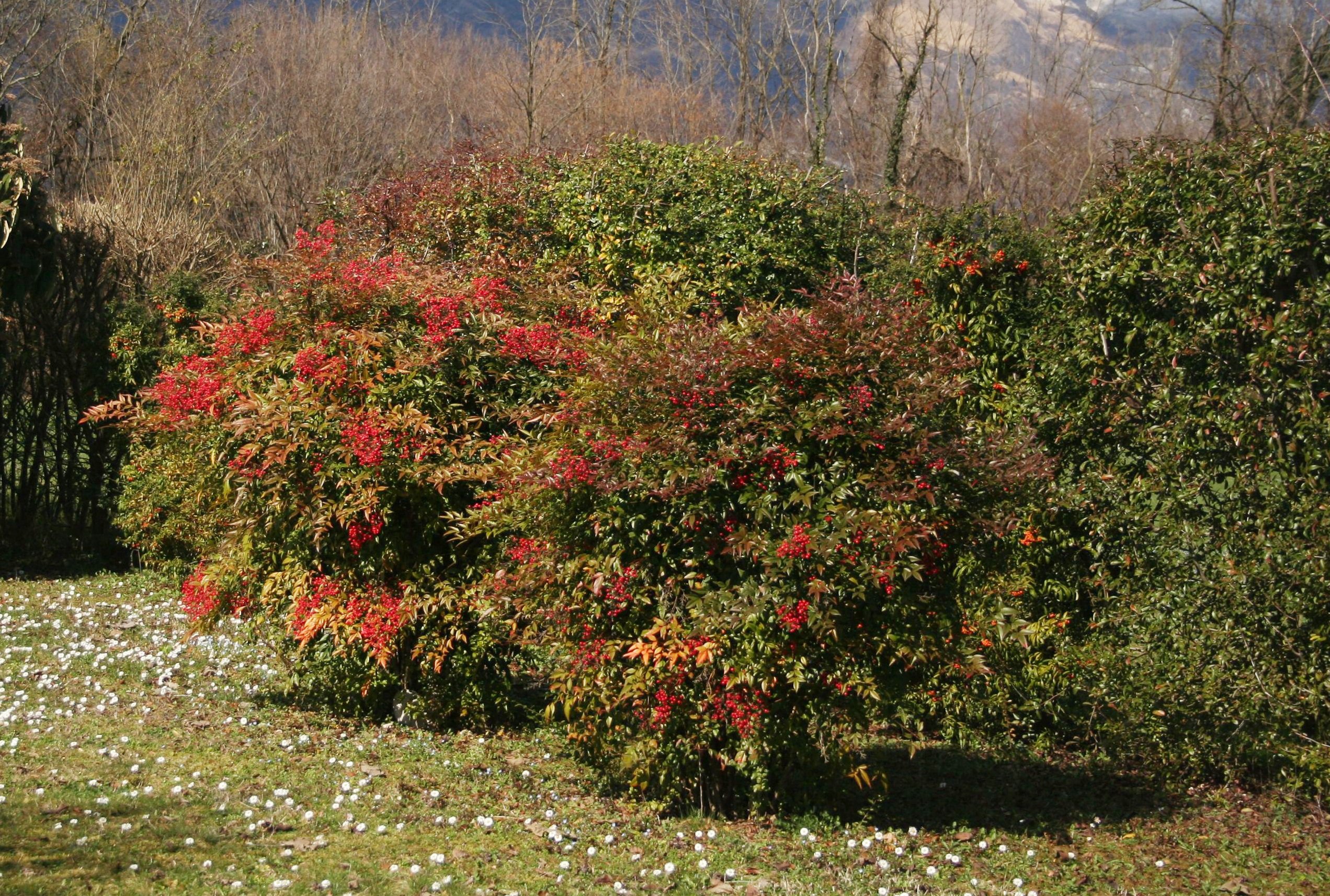 Kalina SZTYWNOLISTNA - 2