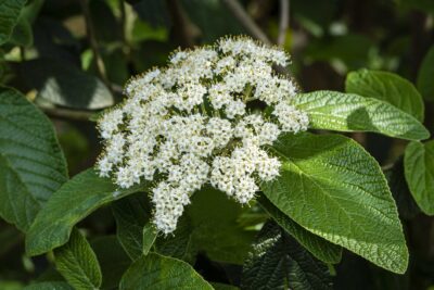 Kalina SZTYWNOLISTNA