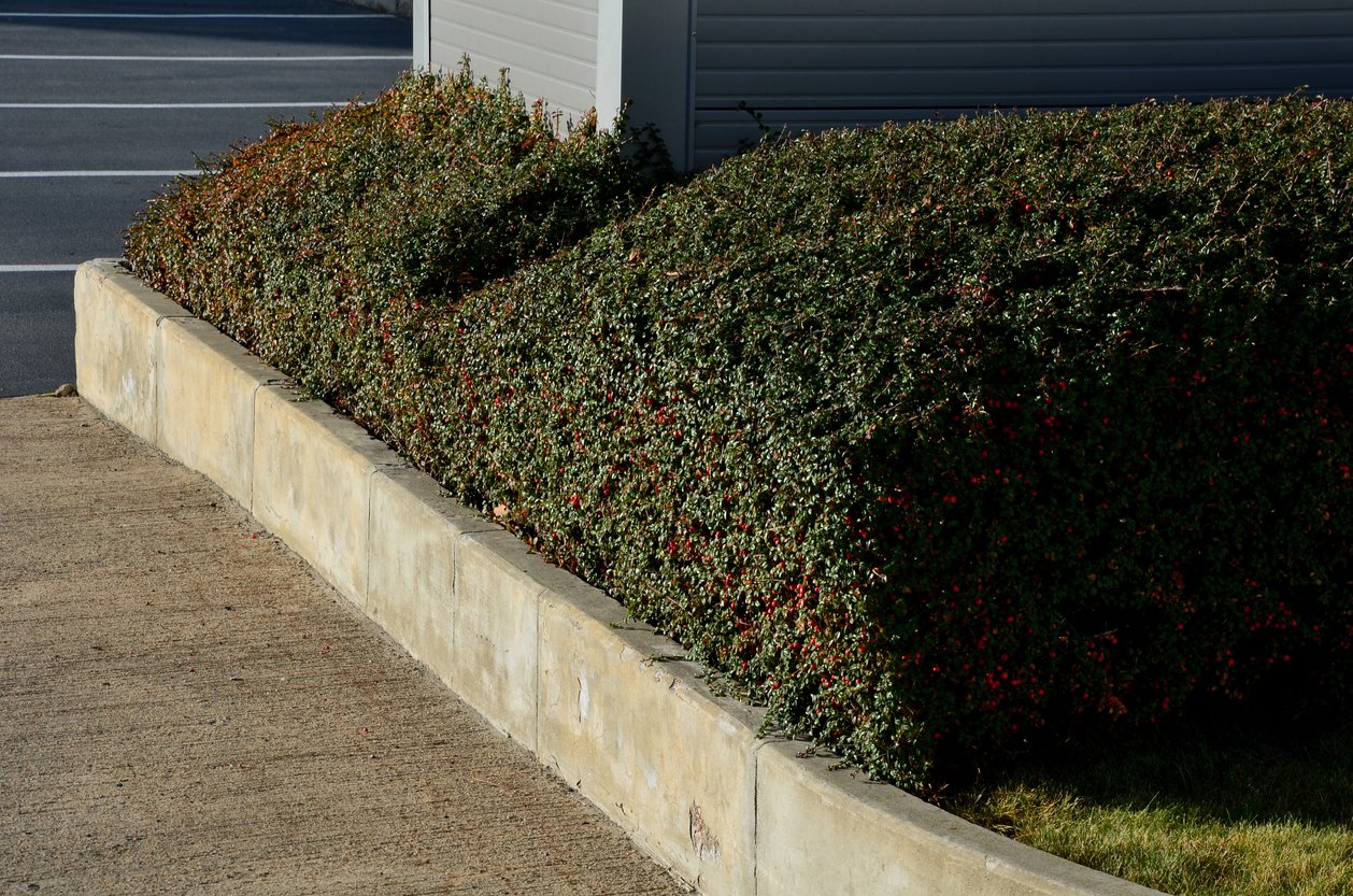 IRGA POMARSZCZONA na żywopłot - 3