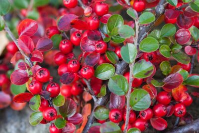 IRGA POMARSZCZONA na żywopłot